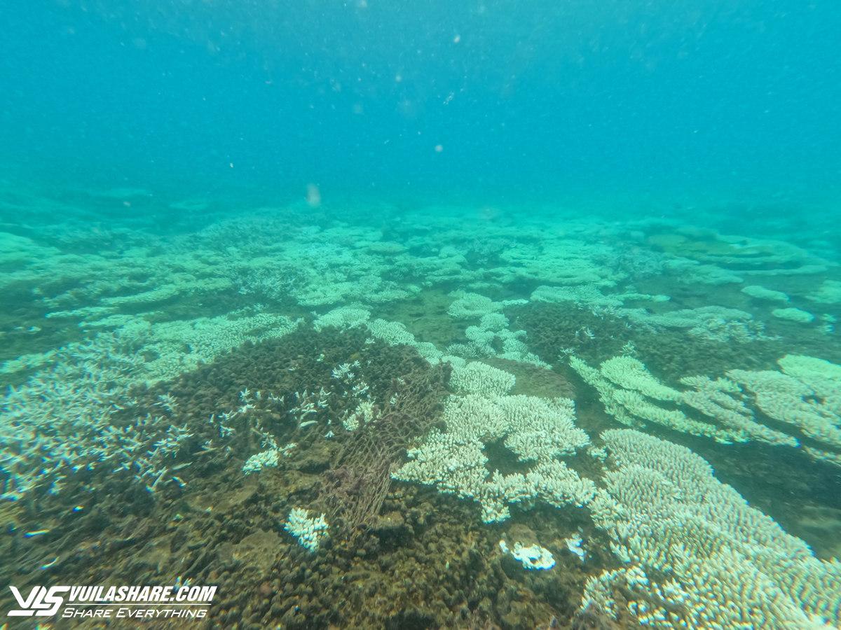 Vì sao san hô ở biển Côn Đảo bị tẩy trắng hàng loạt?- Ảnh 1.