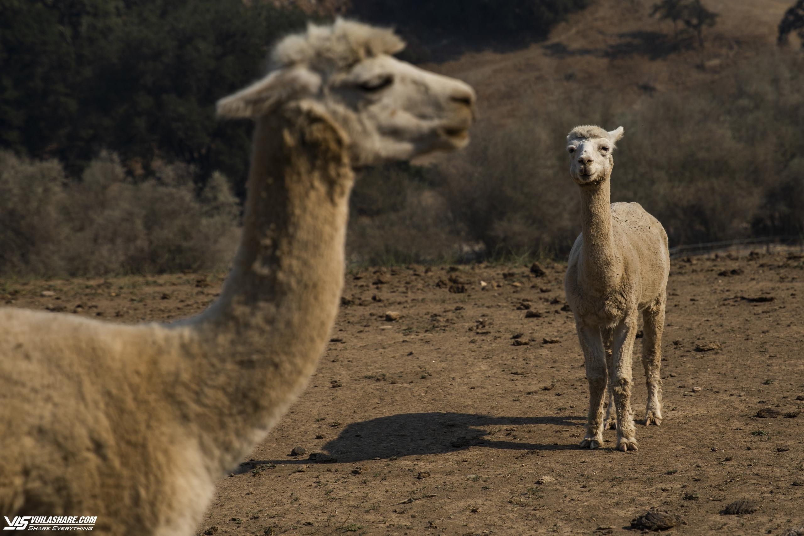 Mỹ lần đầu phát hiện cúm gia cầm ở lạc đà Alpaca- Ảnh 1.