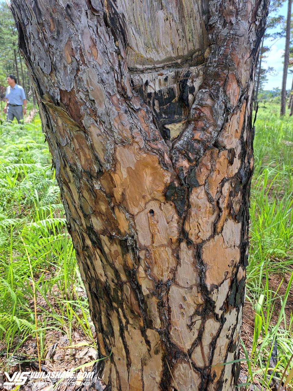 Lâm Đồng: Điều tra, truy tìm thủ phạm đầu độc 52 cây thông ba lá- Ảnh 2.