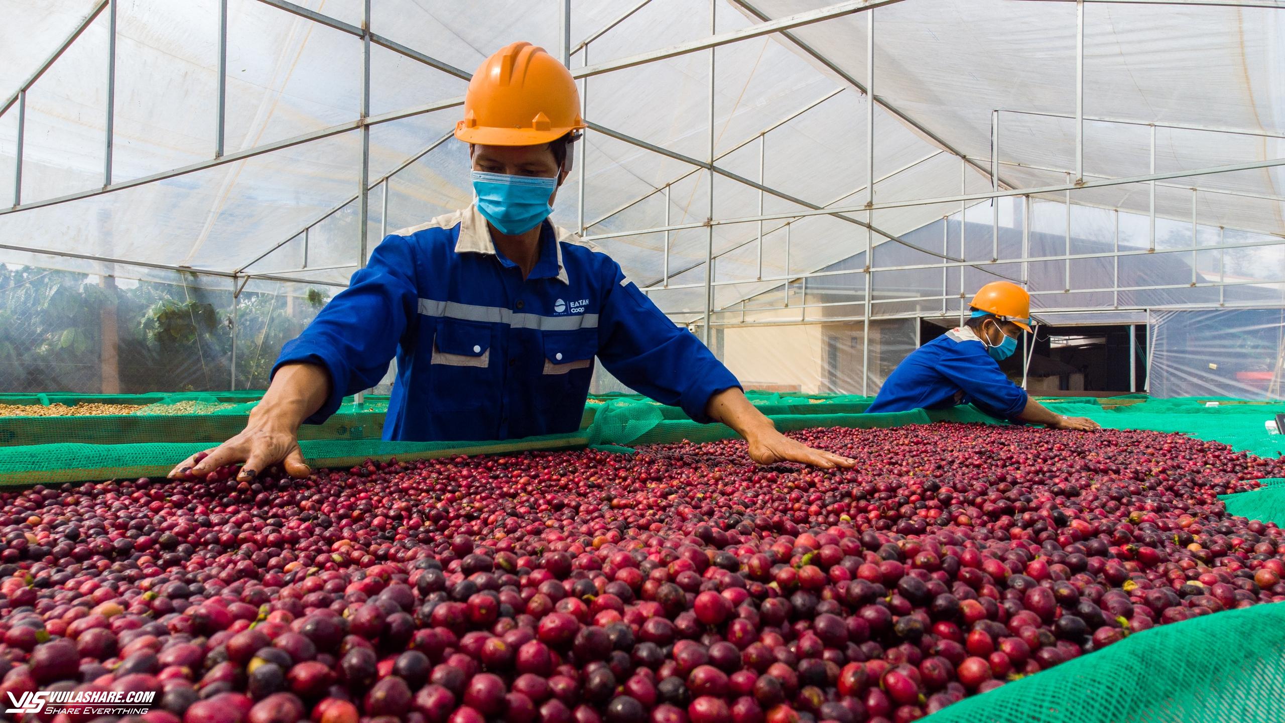 Sản lượng cà phê Việt Nam ước giảm xuống mức thấp nhất trong 4 năm gần đây- Ảnh 1.