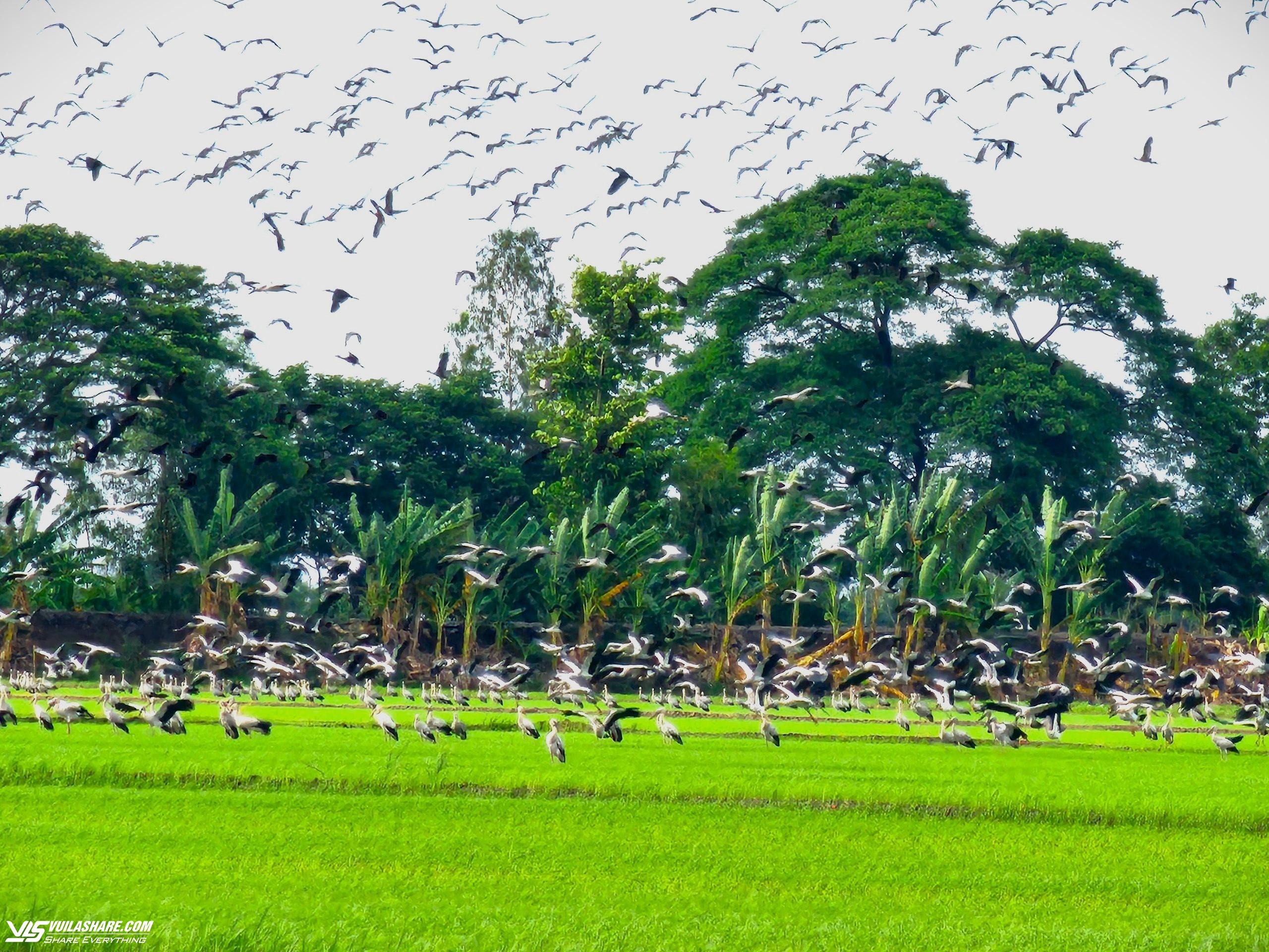 Hàng ngàn con cò ốc diệt ốc bươu vàng trên ruộng lúa ở Đồng Tháp- Ảnh 1.