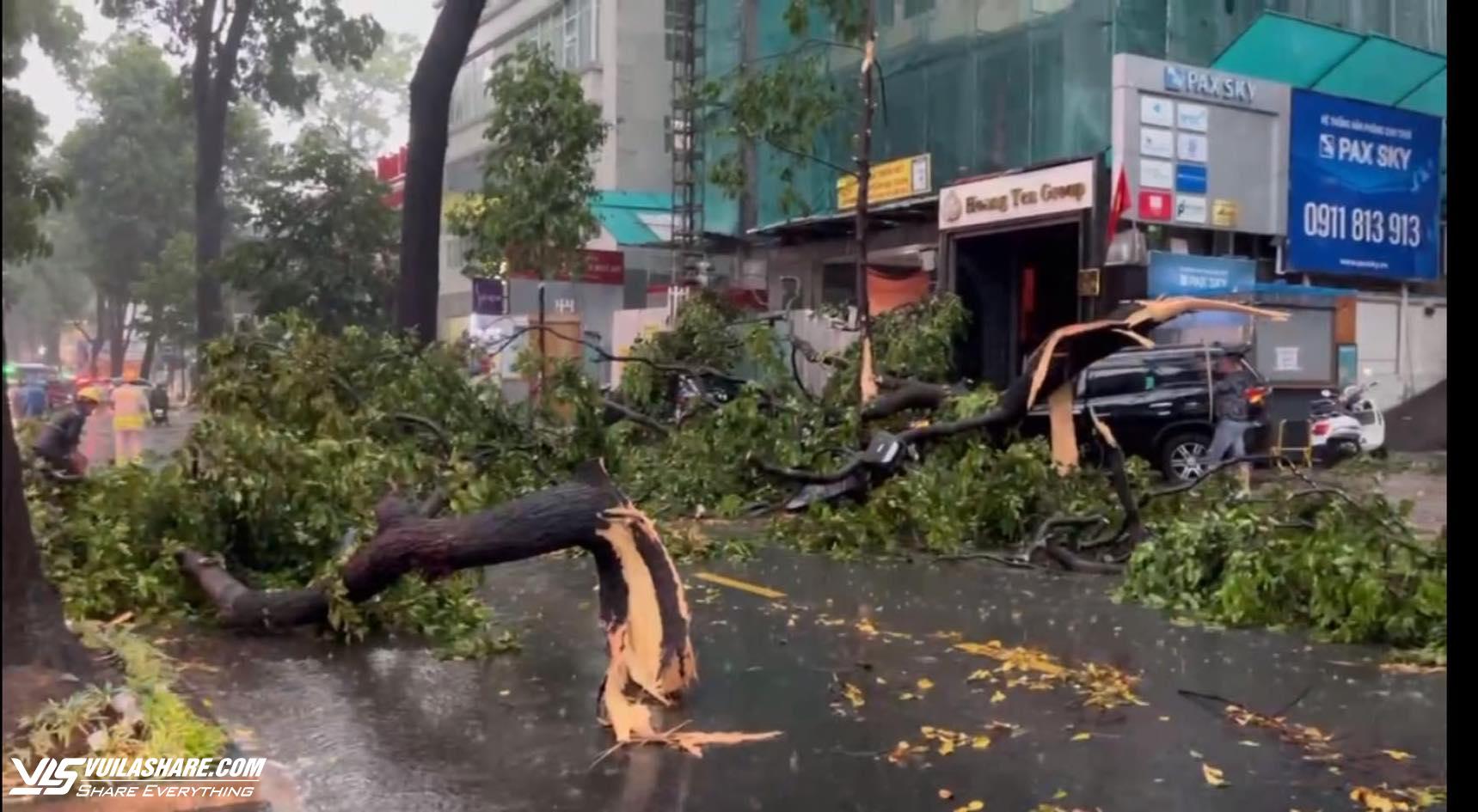 TP.HCM sau trận mưa đá: Hàng loạt cây xanh ngã đổ- Ảnh 3.