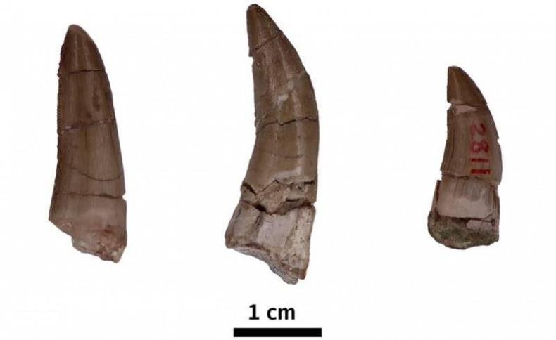 Phát hiện răng khủng long hóa thạch cực hiếm ở Đông Nam Á- Ảnh 1.