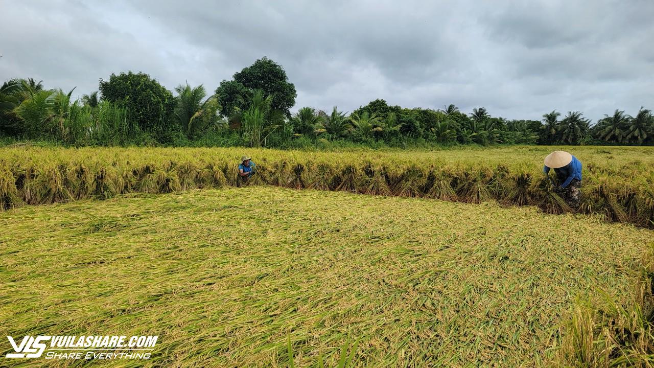 Vĩnh Long: Mưa lớn nhiều ngày khiến hơn 1.722 ha lúa gần thu hoạch bị đổ ngã- Ảnh 1.