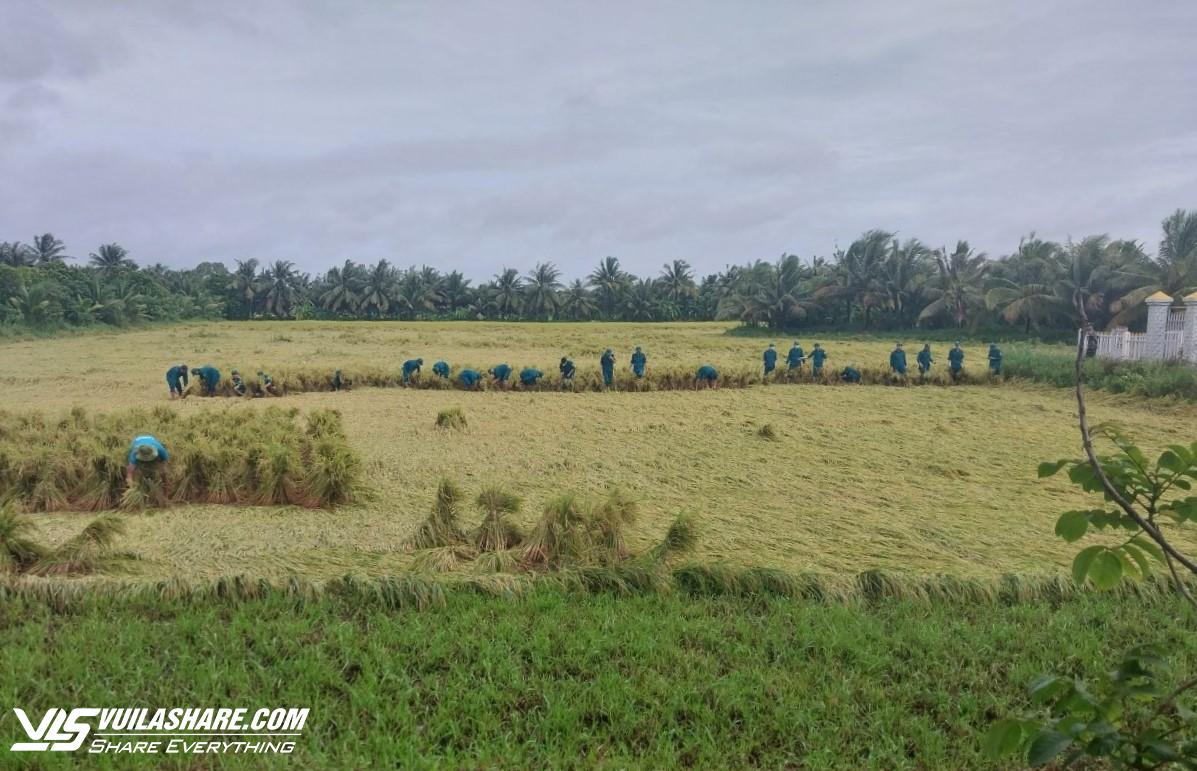 Vĩnh Long: Mưa lớn nhiều ngày khiến hơn 1.722 ha lúa gần thu hoạch bị đổ ngã- Ảnh 3.