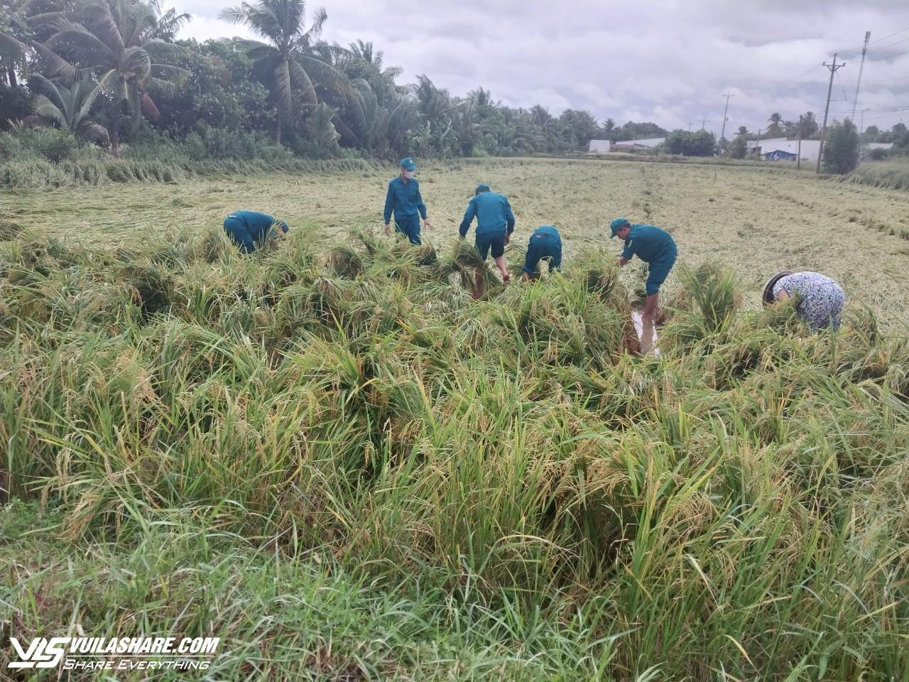 Vĩnh Long: Mưa lớn nhiều ngày khiến hơn 1.722 ha lúa gần thu hoạch bị đổ ngã- Ảnh 2.