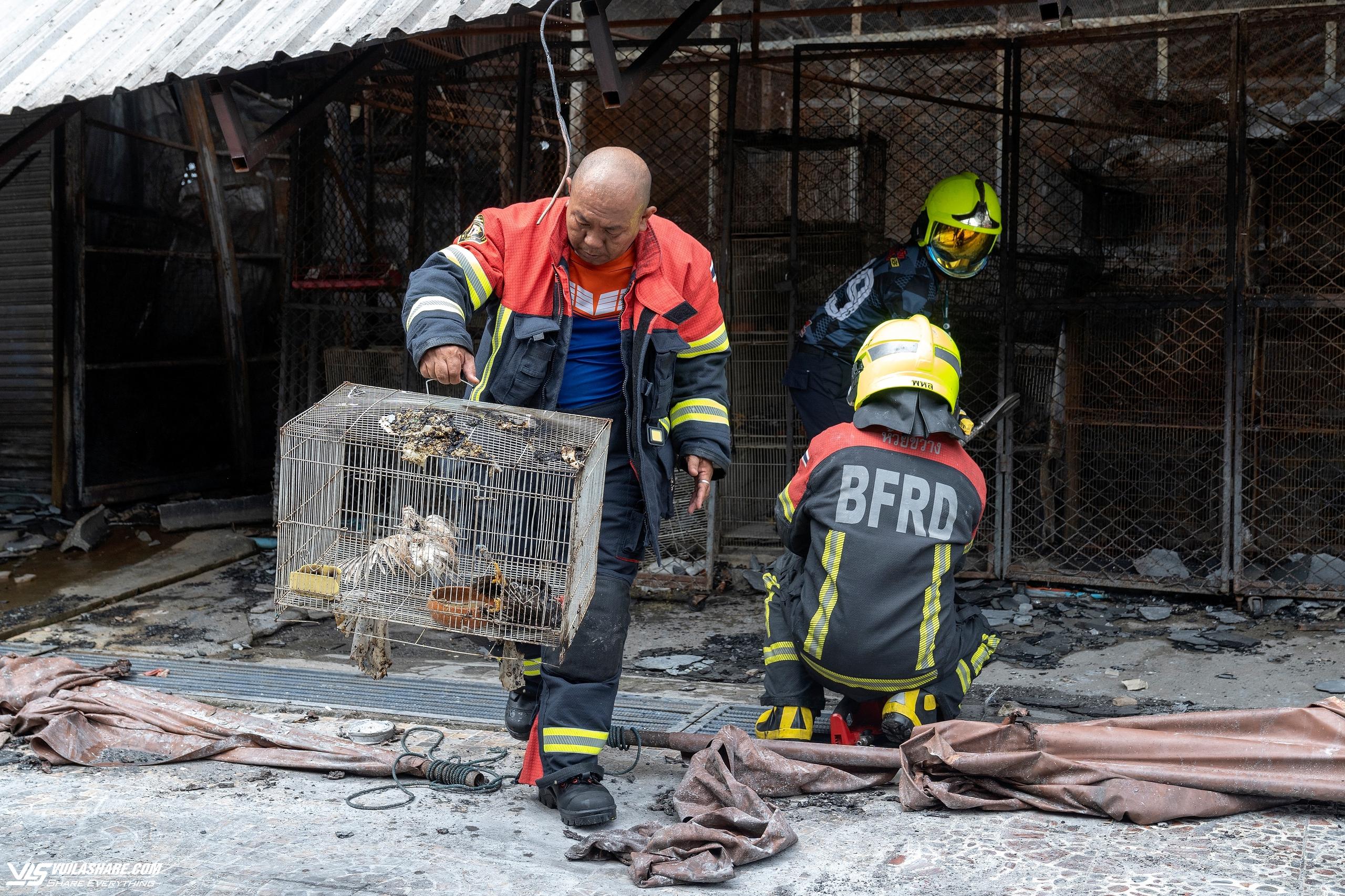 Cháy chợ thú cưng nổi tiếng tại Bangkok, hàng ngàn con vật bị chết- Ảnh 5.
