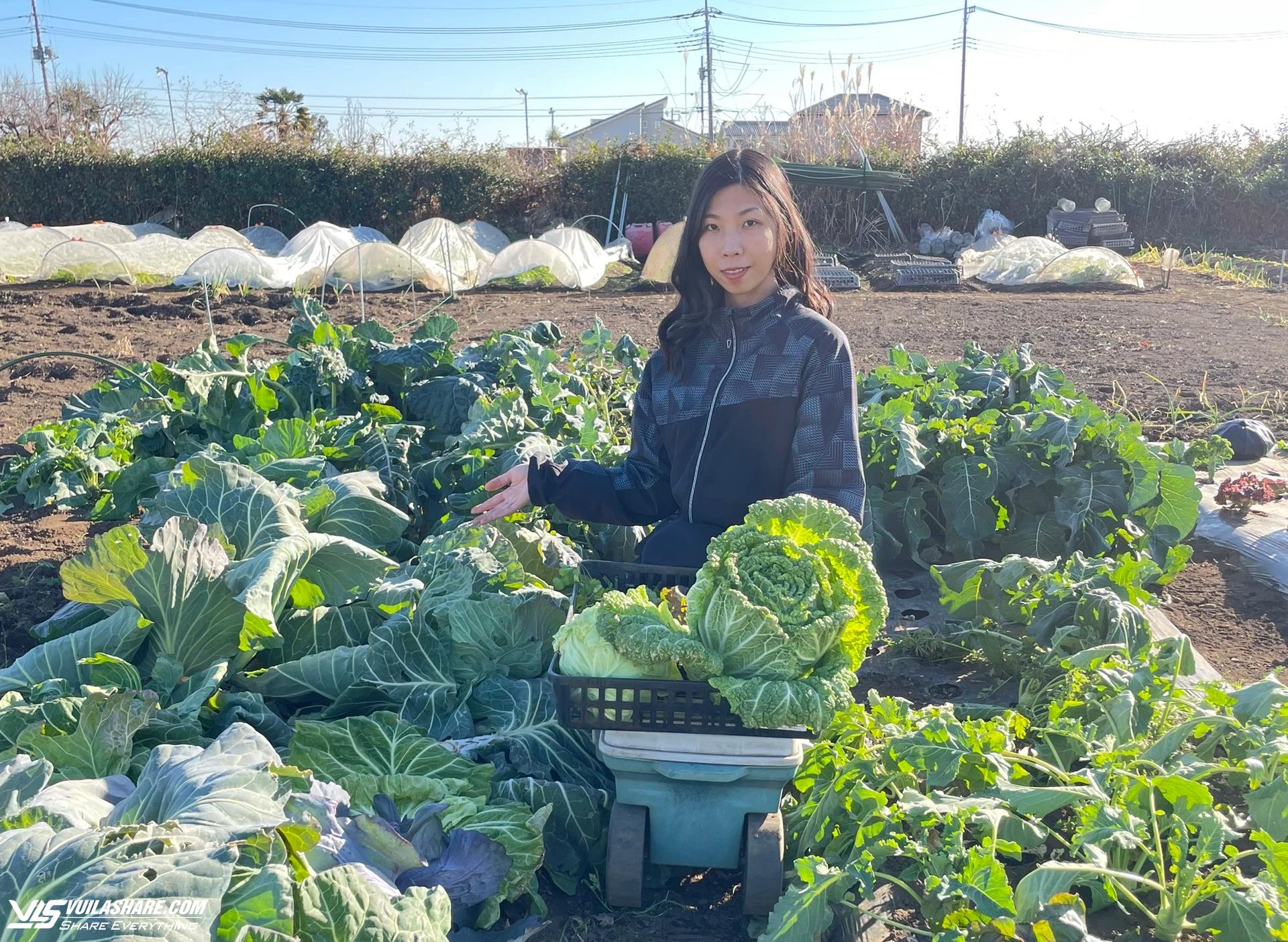 Lấy chồng tại Nhật Bản, cô gái trồng vườn rau xanh mướt như ở Việt Nam- Ảnh 1.