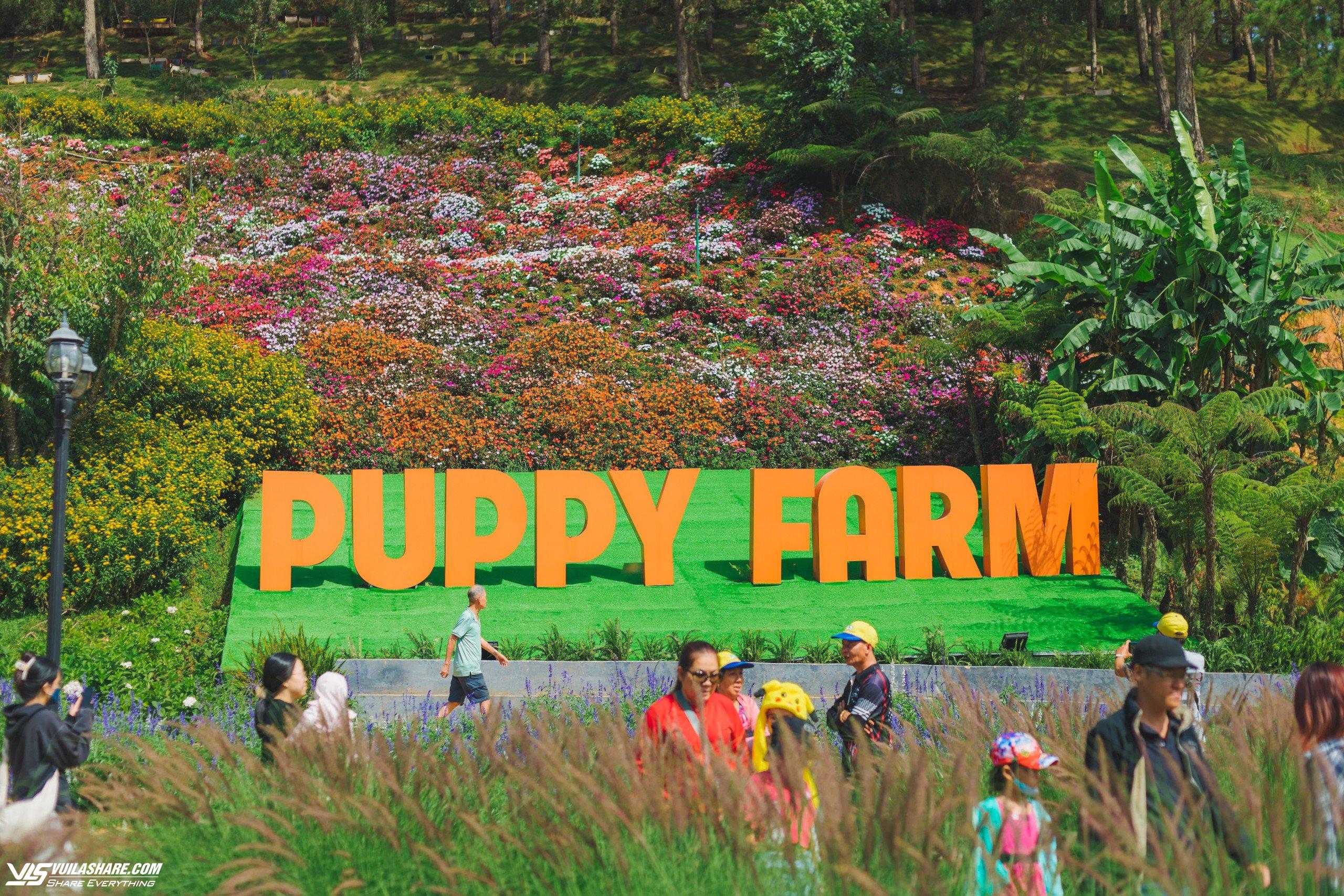 Hè 2024 Puppy Farm Đà Lạt có gì hấp dẫn?- Ảnh 7.