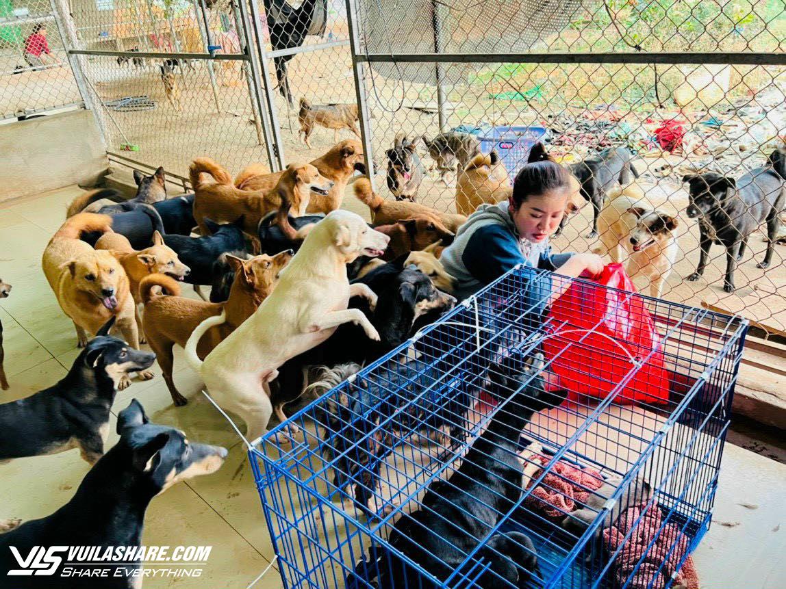 Kiều Linh chi 100 triệu mỗi tháng nuôi gần 400 con chó bị bỏ rơi- Ảnh 1.