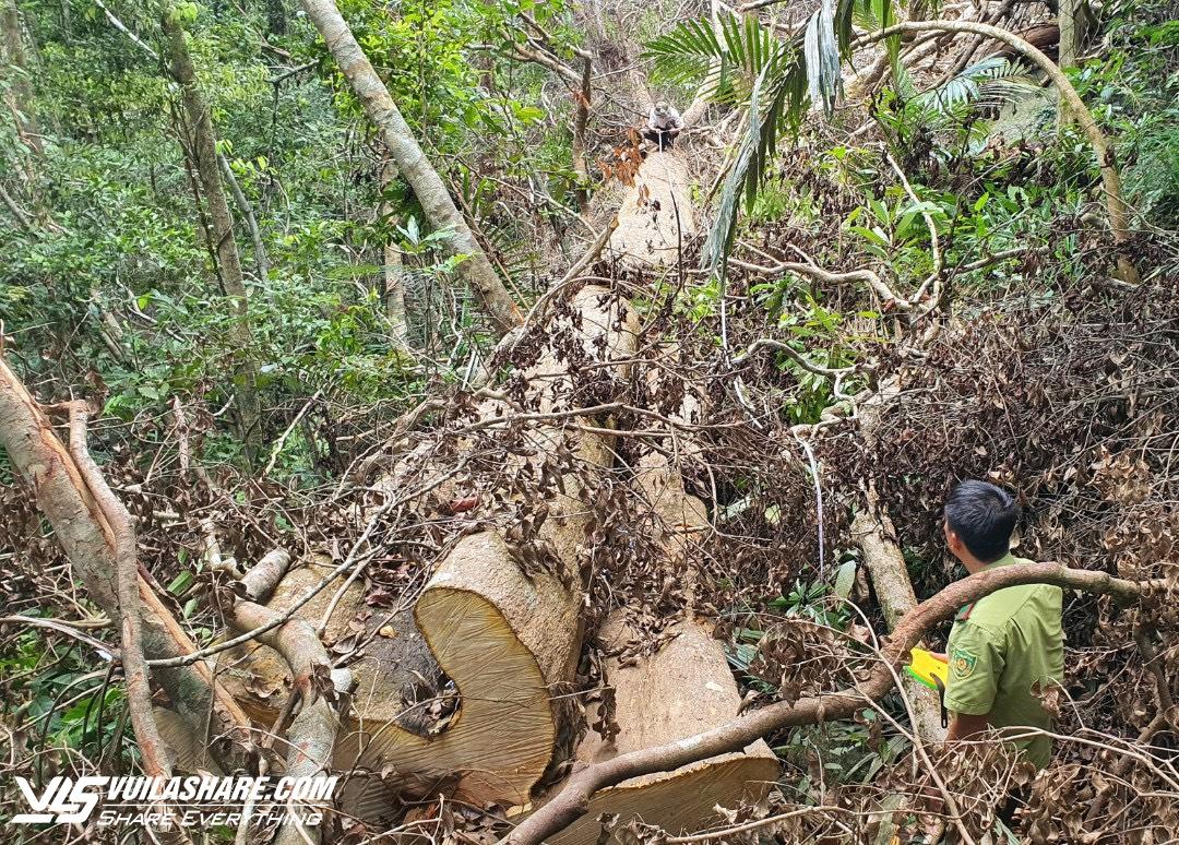 Thanh tra vụ mất hơn 7.300 ha rừng tự nhiên ở Đắk Lắk- Ảnh 1.