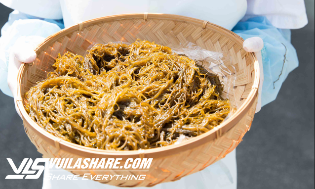 Lợi ích tuyệt vời của chất Fucoidan từ tảo nâu Okinawa đối với sức khỏe- Ảnh 1.