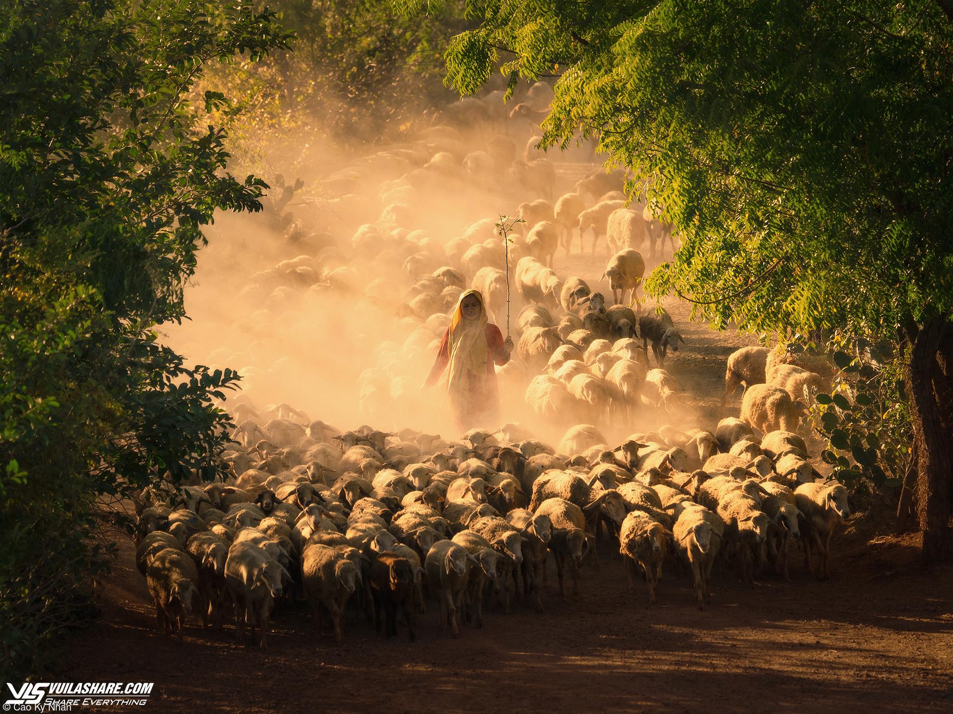 Chàng trai Việt giành giải thưởng cuộc thi ảnh quốc tế nhờ tài 'săn' cừu- Ảnh 1.