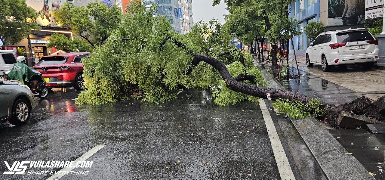 TP.HCM sau trận mưa đá: Hàng loạt cây xanh ngã đổ- Ảnh 1.